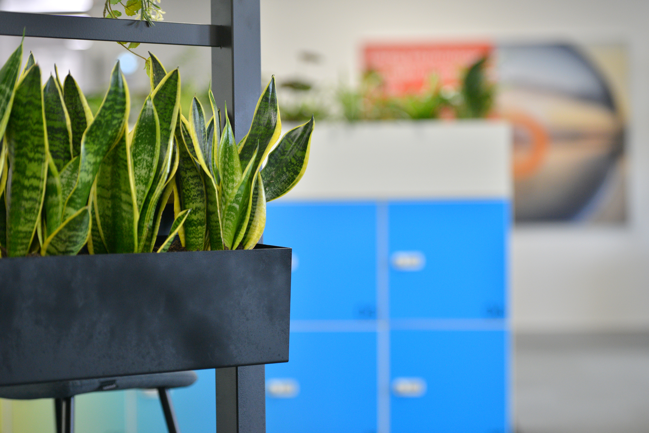 Biophilic design with plants incorporated into the office layout at Fujitsu Services Edinburgh. Designed by Modus Workspace to bring nature indoors and enhance well-being.