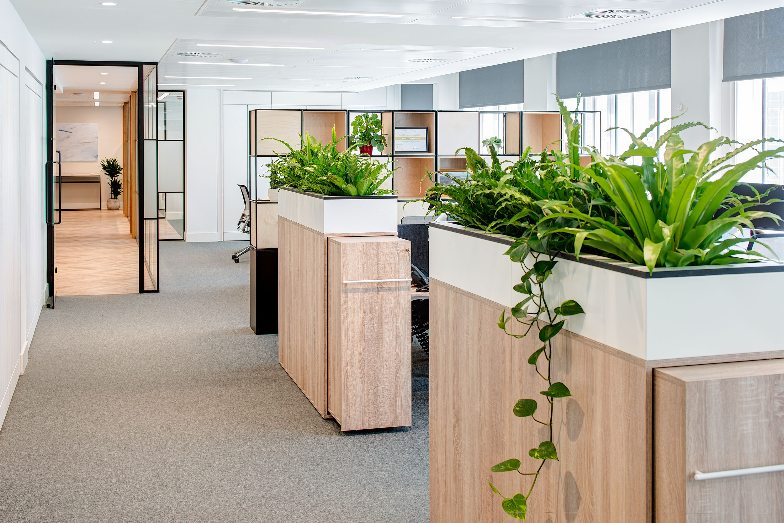 Open office space at Guinness Asset Management designed by Modus Workspace, featuring abundant greenery and natural light for a refreshing work environment.