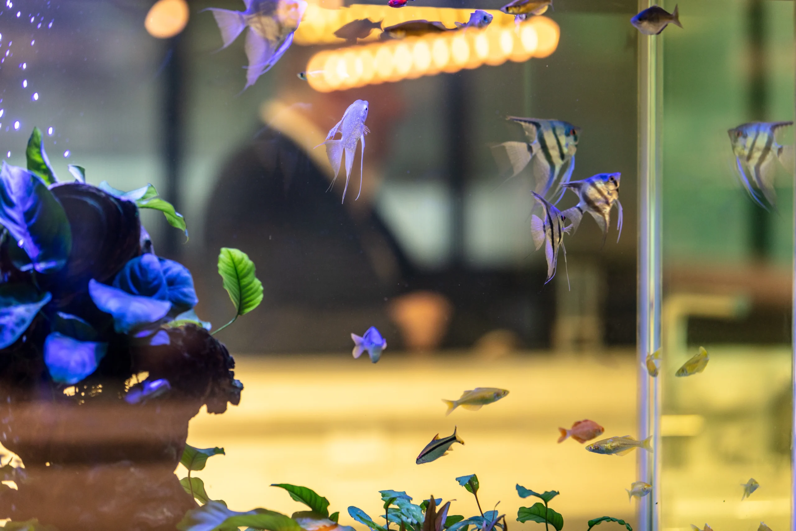 A fish tank at Alpha FX showcasing various tropical fish swimming among vibrant plants with a blurred office environment background.